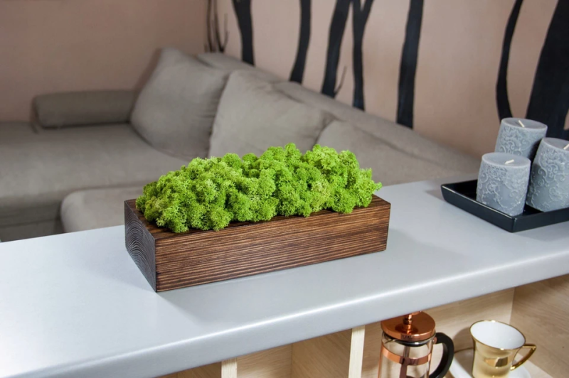 Мох и стабилизированные растения: зелень без ухода и с эффектом