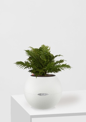 Блехнум 12/30 см в PURO 20