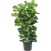 Фикус Лирата 3 ствола d45 см h170 см Фикус Лирата 3 ствола d45 см h170 см