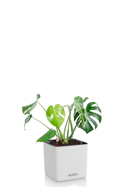 Монстера Делициоза 14/50 см в CUBE Color 16