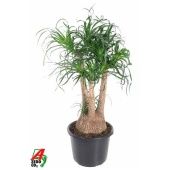 Нолина бранч d32 см h110 см Нолина бранч d32 см h110 см