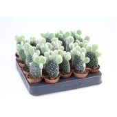 Опунция Microdasys d5.5 см h12.5 см