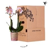 Фаленопсис 2 ствола Pink Sleeve (ok) d9 см h40 см