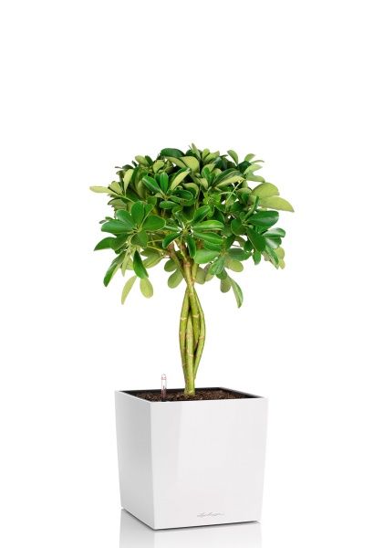 Шеффлера Нора 21/75 см в CUBE 30