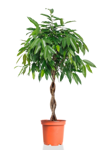 Фикус Амстел Кинг переплетенный 30/150 см Фикус Амстел Кинг переплетенный 30/150 см