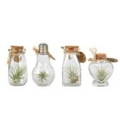 Тилландсия Glas Bottle Small Mix d5 см h15 см