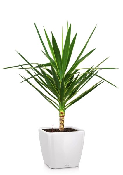 Юкка Пак в QUADRO LS 35 Юкка Пак в QUADRO LS 35