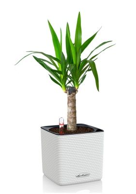 Юкка 1ств 15/60 см в CUBE COLOR 16