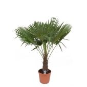 Трахикарпус Форчуна d35 см h170 см тип 2