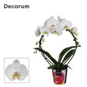 Фаленопсис 2 ствола White Mirror Decorum 16+ (bernhard) d12 см h55 см