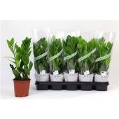 Замиокулькас 2+ ветки d12 см h45 см тип 1