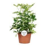 Шеффлера Шарлотта d21 см h50 см Шеффлера Шарлотта d21 см h50 см