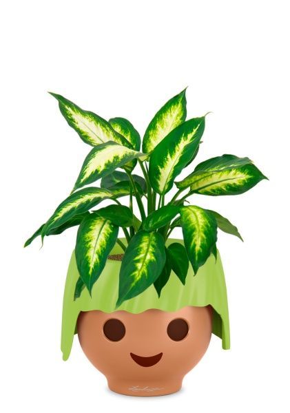 Диффенбахия Камилла 12/40 см в OJO