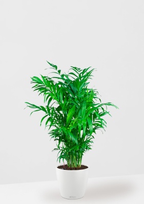 Хамедорея 21/90 см в CLASSICO COLOR 28, белый Хамедорея 21/90 см в CLASSICO COLOR 28, белый