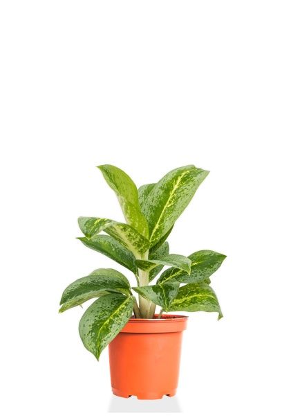 Аглаонема Лемон Минт 12/30 см