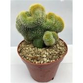 Кактус Кристата d12 см h10 см