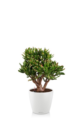 Крассула Овата Хоббит 25/35 см в CLASSICO COLOR 28, белый Крассула Овата Хоббит 25/35 см в CLASSICO COLOR 28, белый