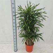 Драцена Рики бранч d32 см h150 см