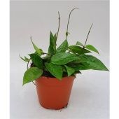 Хойя Parasitica Black Edge d12 см h20 см