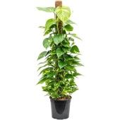 Эпипремнум Сциндарсус Ауреум на опоре d24 см h110 см тип 2