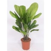 Ликуала Грандис d30 см h140 см