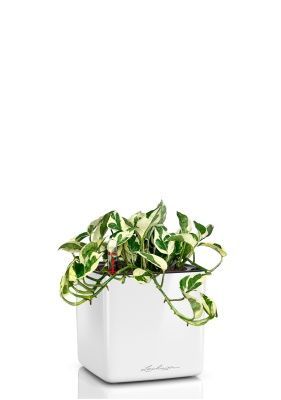 Эпипремнум Энджой 12/20 см в CUBE GLOSSY 14, белый блестящий