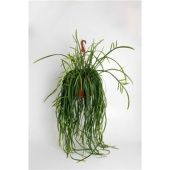 Леписмиум Боливианум d21 см h50 см Леписмиум Боливианум d21 см h50 см