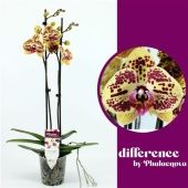 Фаленопсис 2 ствола Mariola 18+ (phalaenova) d12 см h65 см