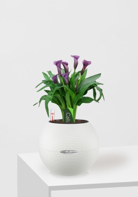 Калла микс фиолетовая 12/35 см в PURO 20 Калла микс фиолетовая 12/35 см в PURO 20