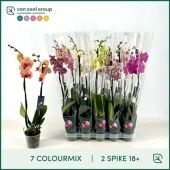 Фаленопсис 2 ствола Mix 7 Colours 18+ (van Geel) d12 см h75 см Фаленопсис 2 ствола Mix 7 Colours 18+ (van Geel) d12 см h75 см