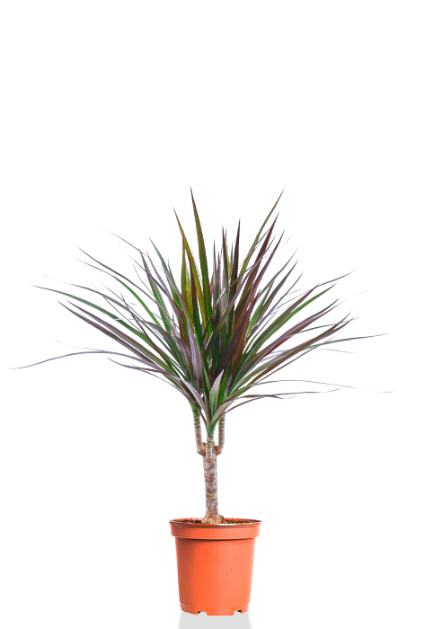 Драцена Маргината 1 ствол 12/40 см Драцена Маргината 1 ствол 12/40 см