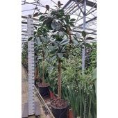 Фикус Эластика Робуста d60 см h300 см