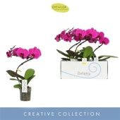 Фаленопсис 1 ствол Балетто Pivot d12 см h45 см Фаленопсис 1 ствол Балетто Pivot d12 см h45 см