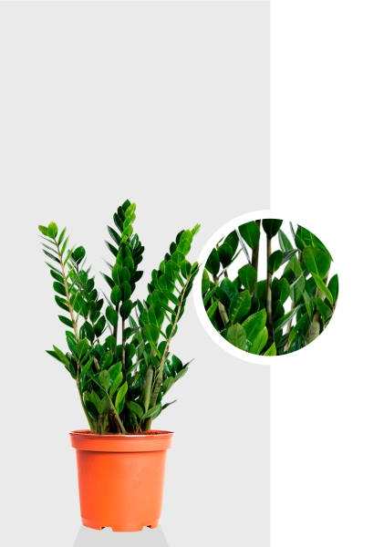 Замиокулькас 17/70 см Замиокулькас 17/70 см