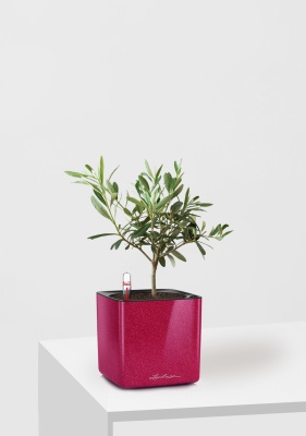 Олива 12/30 см в CUBE GLOSSY KISS 14 Олива 12/30 см в CUBE GLOSSY KISS 14