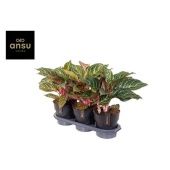 Аглаонема Дрим Катчер "Dreamcatcher" 19/55 см Аглаонема Дрим Катчер "Dreamcatcher" 19/55 см