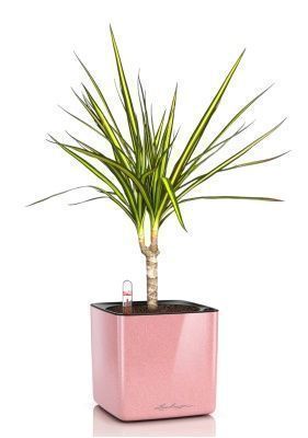 Драцена Маргината Санрей 12/40 см в CUBE Glossy Kiss 14, кремовый блестящий 