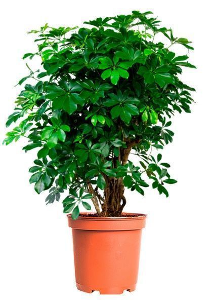 Шеффлера Компакта бранч 40/140 см