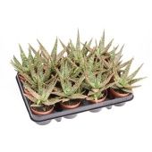 Алоэ Витро d8.5 см h12.5 см