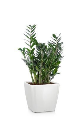 Замиокулькас в QUADRO LS 28, белый блестящий Замиокулькас в QUADRO LS 28, белый блестящий