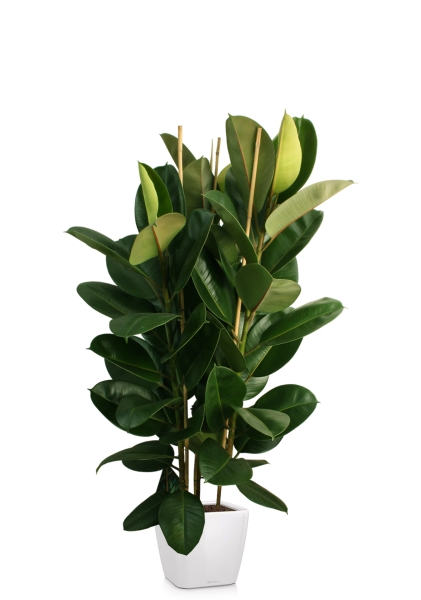 Фикус Эластика Робуста 3 ствола 35/160 см в QUADRO LS 43 Фикус Эластика Робуста 3 ствола 35/160 см в QUADRO LS 43