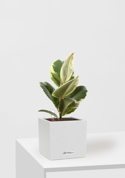 Фикус Эластика Тинеке 12/35 см в CANTO STONE 14