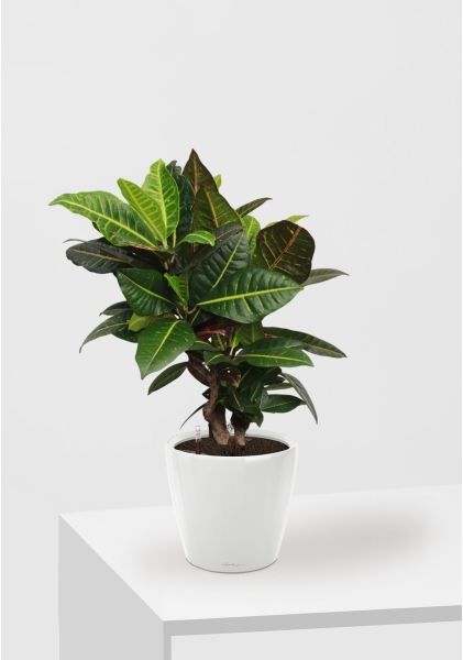 Кротон (Кодиеум) Петра 21/60 см в CLASSICO LS 28