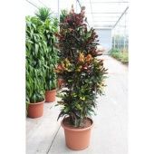 Кротон Кодиеум Мамми бранч d50 см h200 см