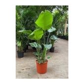 Стрелиция Николай d34 см h160 см Стрелиция Николай d34 см h160 см