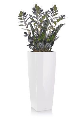 Замиокулькас Равен в CUBICO ALTO 40, белый блестящий Замиокулькас Равен в CUBICO ALTO 40, белый блестящий