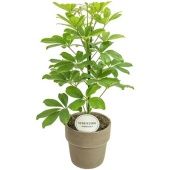 Шеффлера Нора In Terracotta Grey d15 см h45 см Шеффлера Нора In Terracotta Grey d15 см h45 см