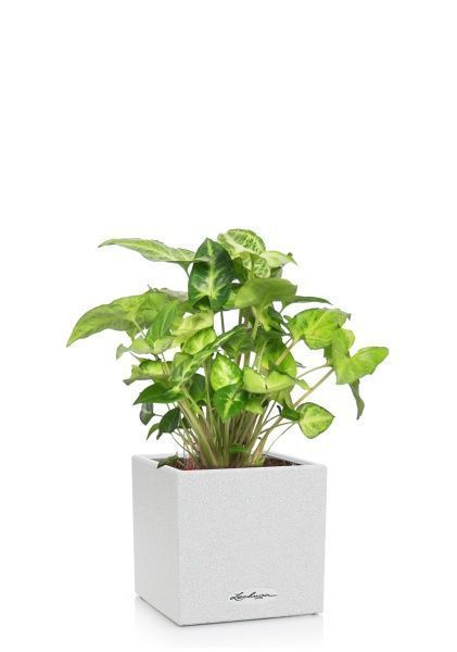 Сингониум в CANTO STONE 14