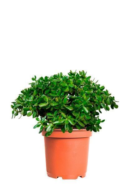 Крассула Овата 44/70 см