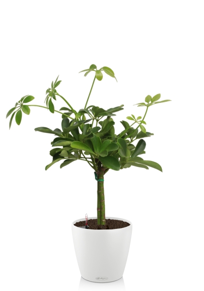 Шеффлера на стволе 14/45 см в CLASSICO COLOR 18